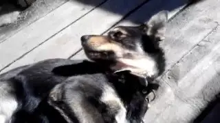 Собака Мухтар балдеет
