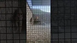 ❤️Львица Симба пытается 