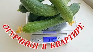 Вырастил огурцы  в квартире...