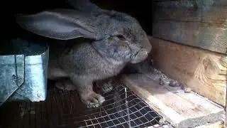 ОЧЕРЕДНОЕ ПОПОЛНЕНИЕ В ХОЗЯЙСТВЕ/КРОЛИКИ.