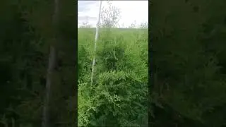 Туя Брабант 180-200см
