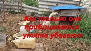 Приучила утят и стала хорошей и сильной мамой