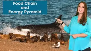 Food Chain and Energy Flow in an Ecosystem: Producers, Consumers, and Decomposers
