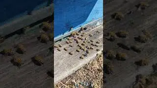 Одно из явлений ПЧЕЛЫ ВЕНТИЛЯТОРЫ почему много ПОГИБШЕЙ ПЧЕЛЫ РЯДОМ С УЛЬЁМ ПОТРАВА ИЛИ 🐝🐝🐝