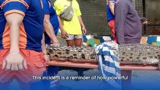 Shocking! Saltwater Crocodile Caught Off Boracay Beach - What Happened?