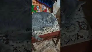 Прибежал  Семён  домой!#shorts