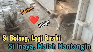 Kucing Birahi pengen kawin, si kucing betina Ngajak berantem