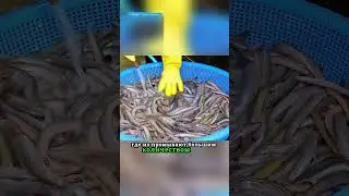 Жестокий корейский суп🤯