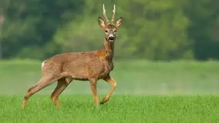 Косуля
