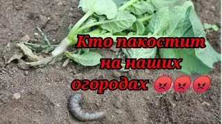 Не уничтожите её, она уничтожит ваш огород!!!