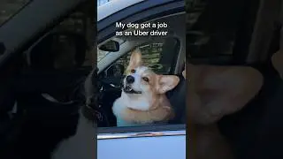 My dog started driving for Uber