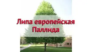 Липа европейская Паллида 🌿 Обзор: посадка и уход. крупномеры липы Паллида: описание и особенности