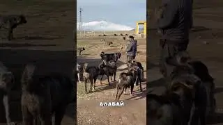 Кавказкие АЛАБАИ против СЕВЕРНЫХ волков 🐕⚔️🐺