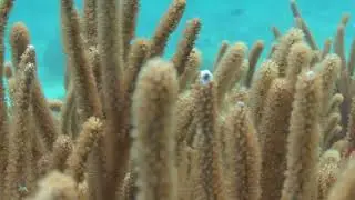 Coral Moving With The Water Hd | By Creator Stockify