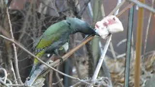 Седой зелёный дятел (Picus canus). Приморье. Февраль 2020.
