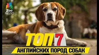 Топ 7 английских пород собак | Top 7 English Dog Breeds