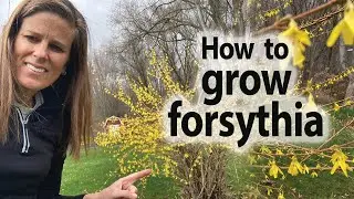 Mastering The Art of How to Grow Forsythia: A Beginner's Guide