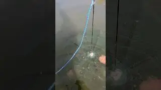 Китайские раколовки! Лучшая снасть для ловли раков!