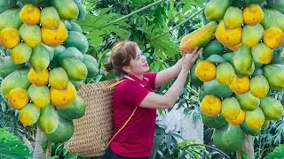 Harvest Ripe Papaya Garden Go To Market To Sell - Animal Care, Spring Crop Care | Free New Life
