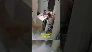 👩‍⚕️Самый Добрый Ветеринар в Мире💉