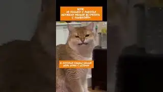 Встречаю мужа с работы с улыбкой #забавныекоты #кот #смешныекоты #приколыскотами