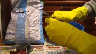 Луковый кактус Луковое счастье. Выгонка лука на перо | Лук на зелень