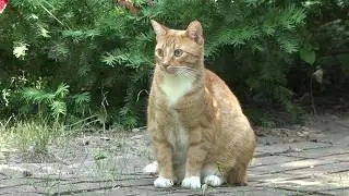 Мистер Макс и Мисс Кети в ШОКЕ Кошка Мурка опять беременная / Mister Max Miss Katy by Étoile Tube
