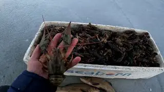 ловля Раков и рыбы зимой , раки из под льда в пруду возле дома