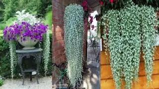 Первая посылка с семенами петунии/Пополнение коллекции цветов.