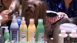 ЮБИЛЕЙНОЕ ЙОРК-ШОУ 2012 / JUBILEE YORK SHOW 2012