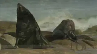 Wildlife of Hoanib and the Skeleton Coast