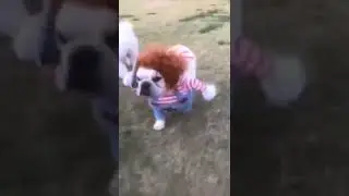 Funny Dogs