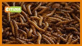 Maggots used to treat stubborn wounds