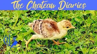 A NEW ADDITION TO THE CHATEAU FAMILY!!!