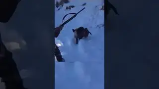 Дикий Кабан Атакует Охотника в Заснеженных Горах! 