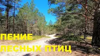 ЗЯБЛИКИ,ПЕНОЧКИ,СИНИЧКИ В СОЛНЕЧНОМ ЛЕСУ.ПЕНИЕ ЛЕСНЫХ ПТИЦ ДЛЯ ДУШИ-ПО РЕЦЕПТУ МАТУШКИ ПРИРОДЫ.