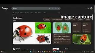 Bug Identification App F24