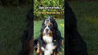 Signs You’re Actually a Bernese Mountain Dog 😂😂😂