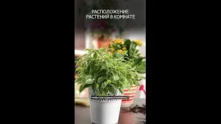 Проблемы с цветами в интерьере
