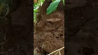 VIRAL!!Penemuan Kerajaan Semut berbentuk candi#shorts