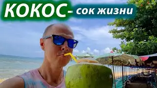 Паттайя. Кокос. Польза кокосовой воды. Сок жизни. Таиланд.