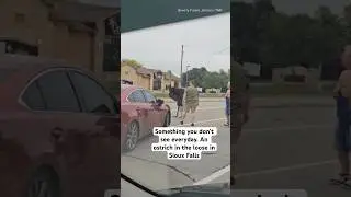 Something you don't see everyday. An ostrich on the loose in Sioux Falls, South Dakota. Via: TMX