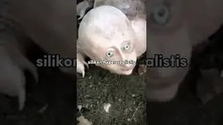 Hyper Armadillo : Makhluk mengerikan yang  katanya menyerang petani di India 