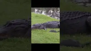 Никогда не сдавайся, борись до конца!