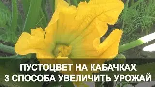 Пустоцвет на Кабачках 3 Способа Увеличить Урожай. Кабачки в Открытом Грунте.