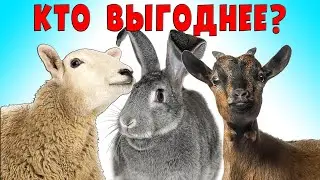 Овцы, козы или кролики, кто выгоднее?