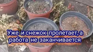 Хотела распрощаться с георгинами, но передумала. Попробую сохранить другим способом