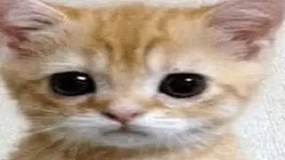 el gato