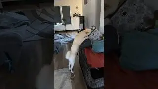 My Shiba always does this #puppy