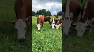 Новое пастбище уже открыто 